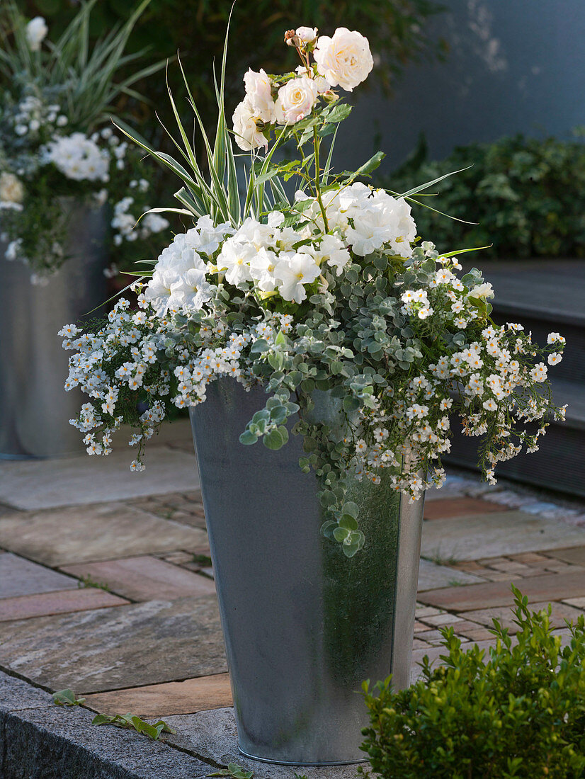Tall tin pot planted in silver-grey and white