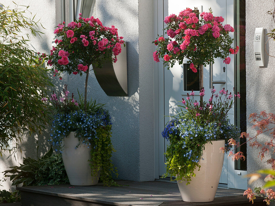 Large tubs next to front door with Rosa (rose stem), Lobelia