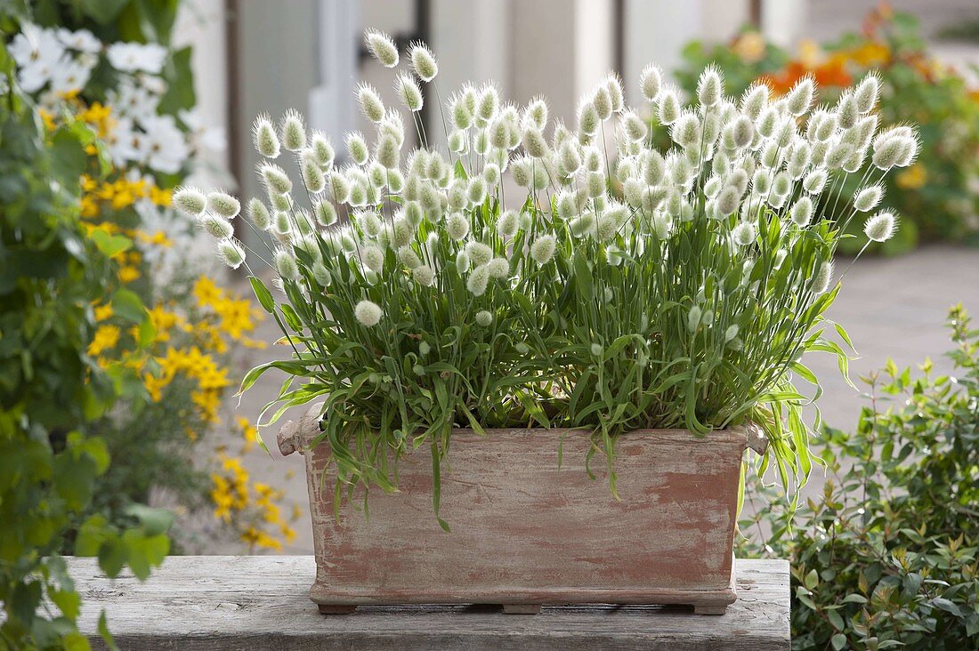 Lagurus ovatus 'Bunny Tails' (Hare's tail grass) in terracotta box