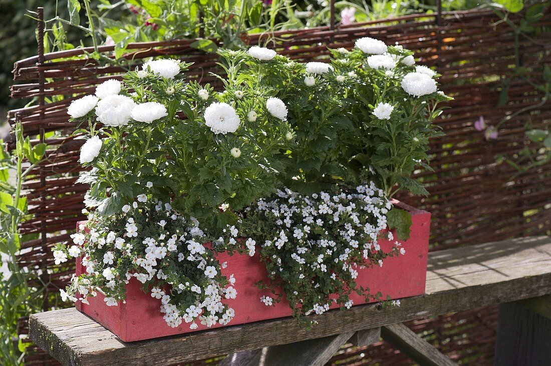 Red wooden box planted white