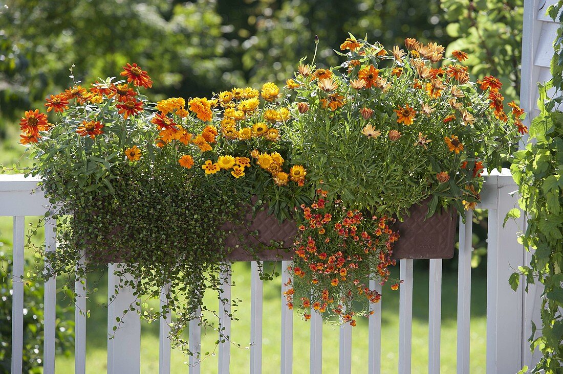 Orange box with Zinnia 'Profusion Orange' (zinnias), Muehlenbeckia