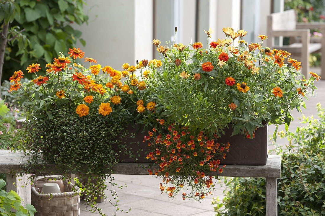 Orange box: Zinnia 'Profusion Orange' (Zinnias), Muehlenbeckia