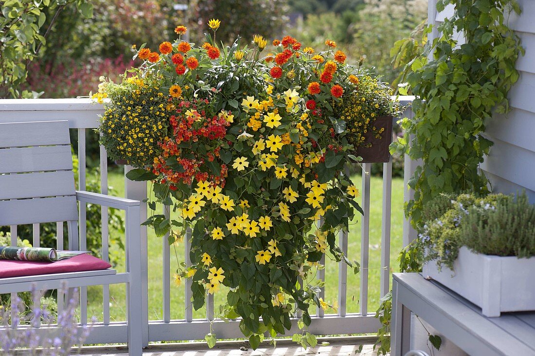 Thunbergia alata (Schwarzäugige Susanne), Nemesia 'Tamarillo' 'Carambola'