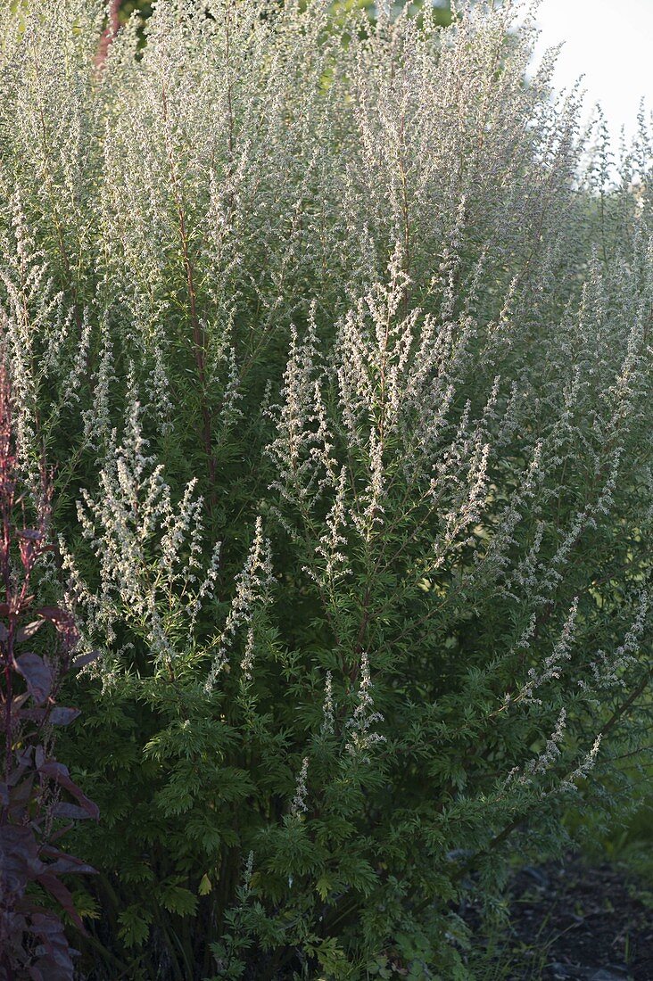 Artemisia vulgaris (Mugwort)