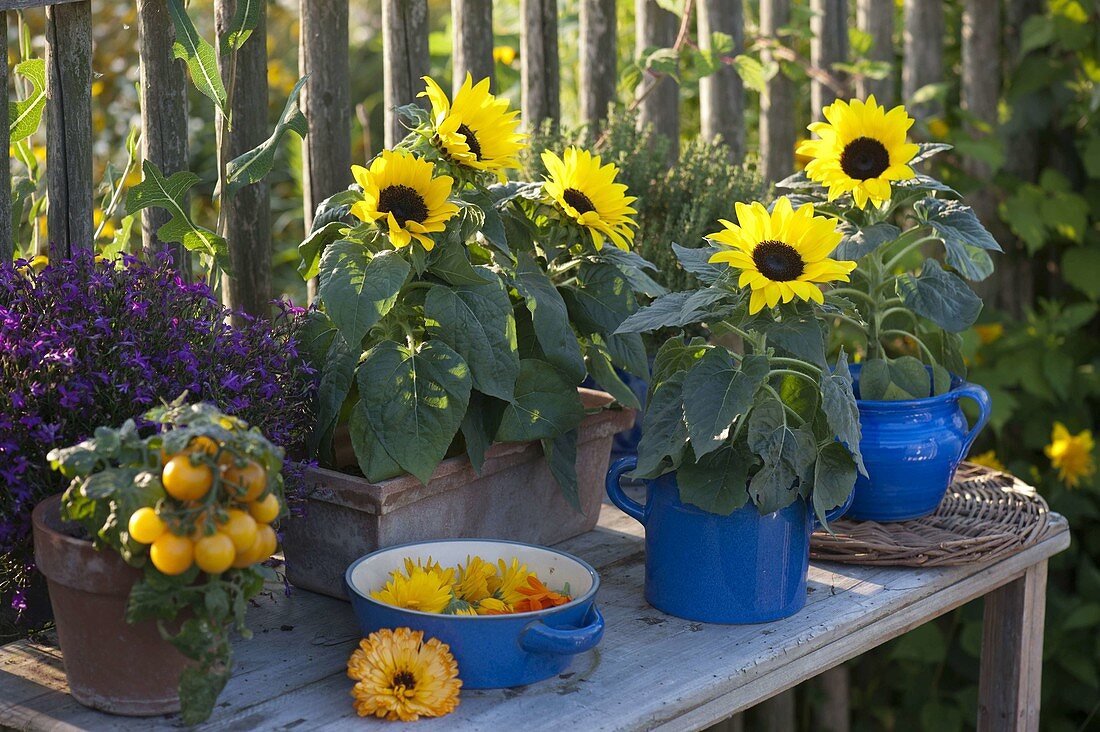 Helianthus annuus (sunflowers)