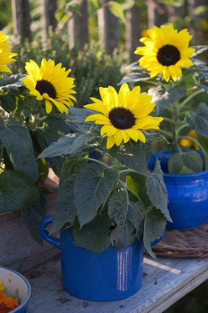 Helianthus annuus (sunflowers) in blue pots