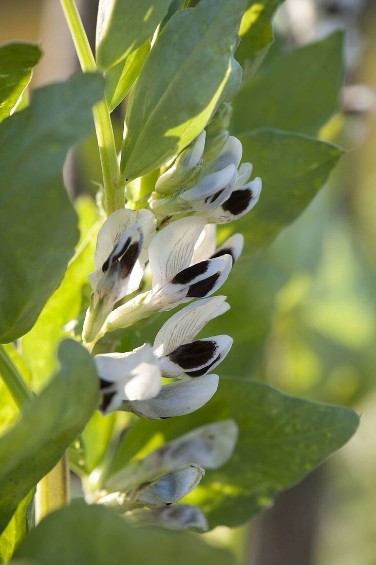 Broad bean, broad bean