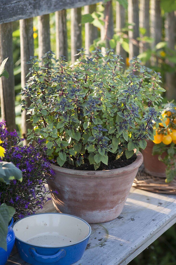 Basil 'Harlequin' (Ocimum basilicum) in terracotta bowl