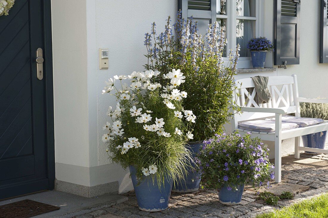 Hauseingang mit Cosmos Sonata 'White' (Schmuckkörbchen), Salvia uliginosa