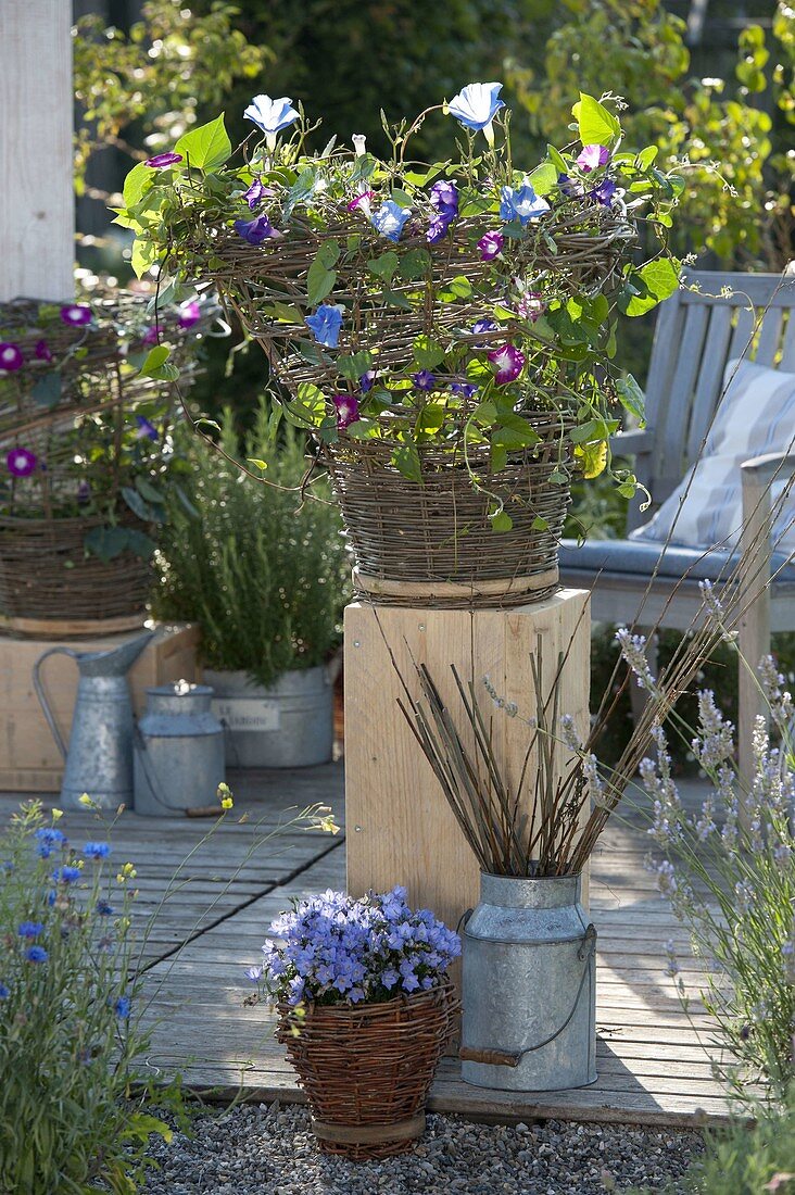 Make your own wicker basket for climbing plants (17/17)