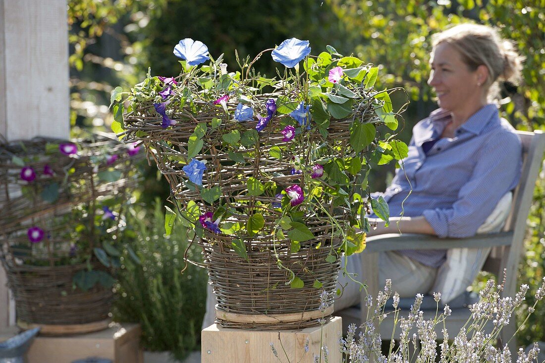 Wicker basket for climbing plants 17/17