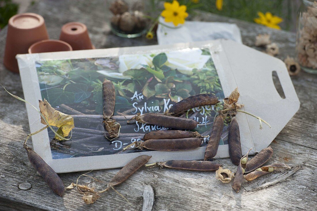 Dried seed pods of the capuchin pea 'Blauschokker's'.