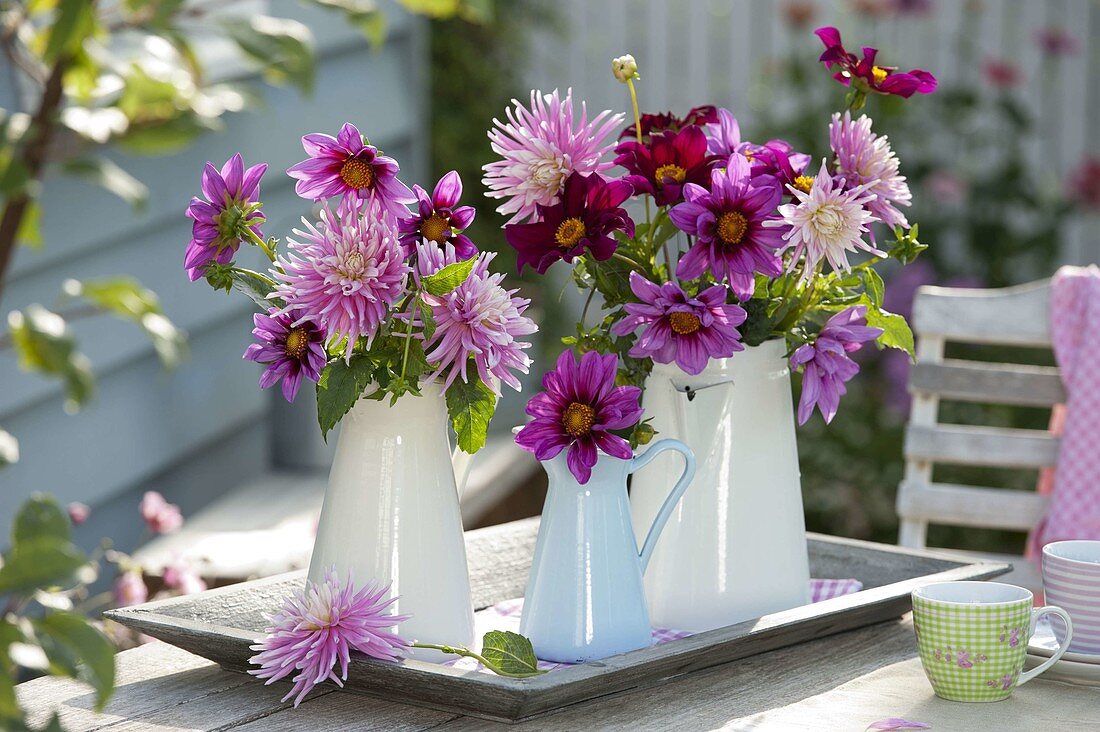 Rosa und pinke Dahlia (Dahlien) in emaillierten Kannen