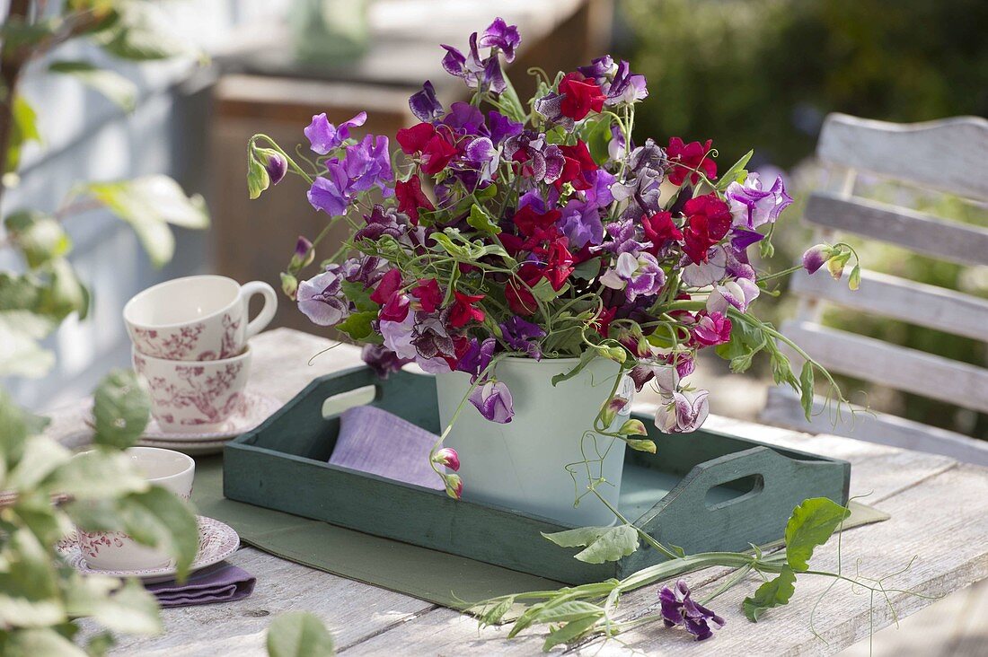 Bunt gemischter Strauß aus Lathyrus odoratus (Duftwicken)