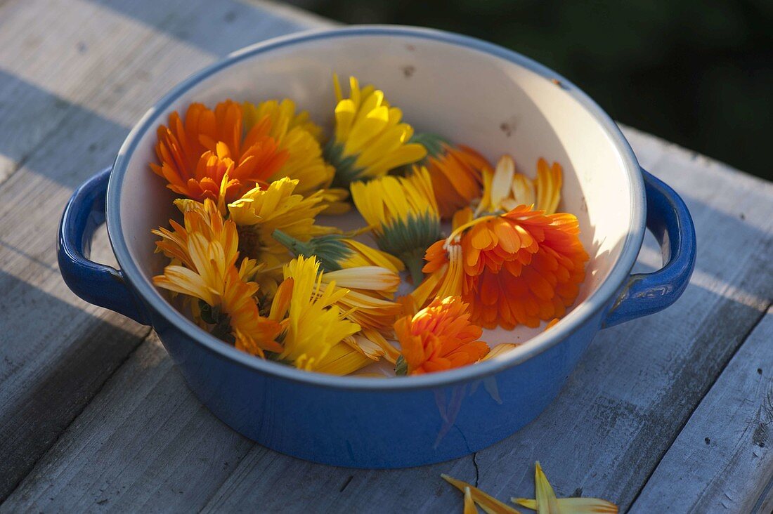 Flowers of Calendula (marigold) in blue bowl