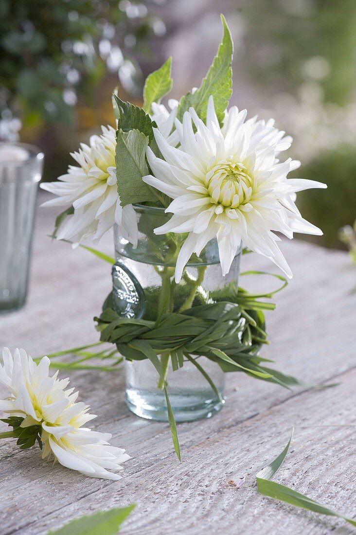 Dahlia 'My Love' (cactus dahlia) in glass with grass plait