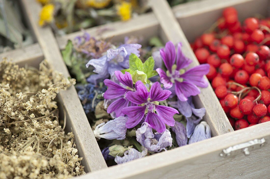 Medicinal herbs box