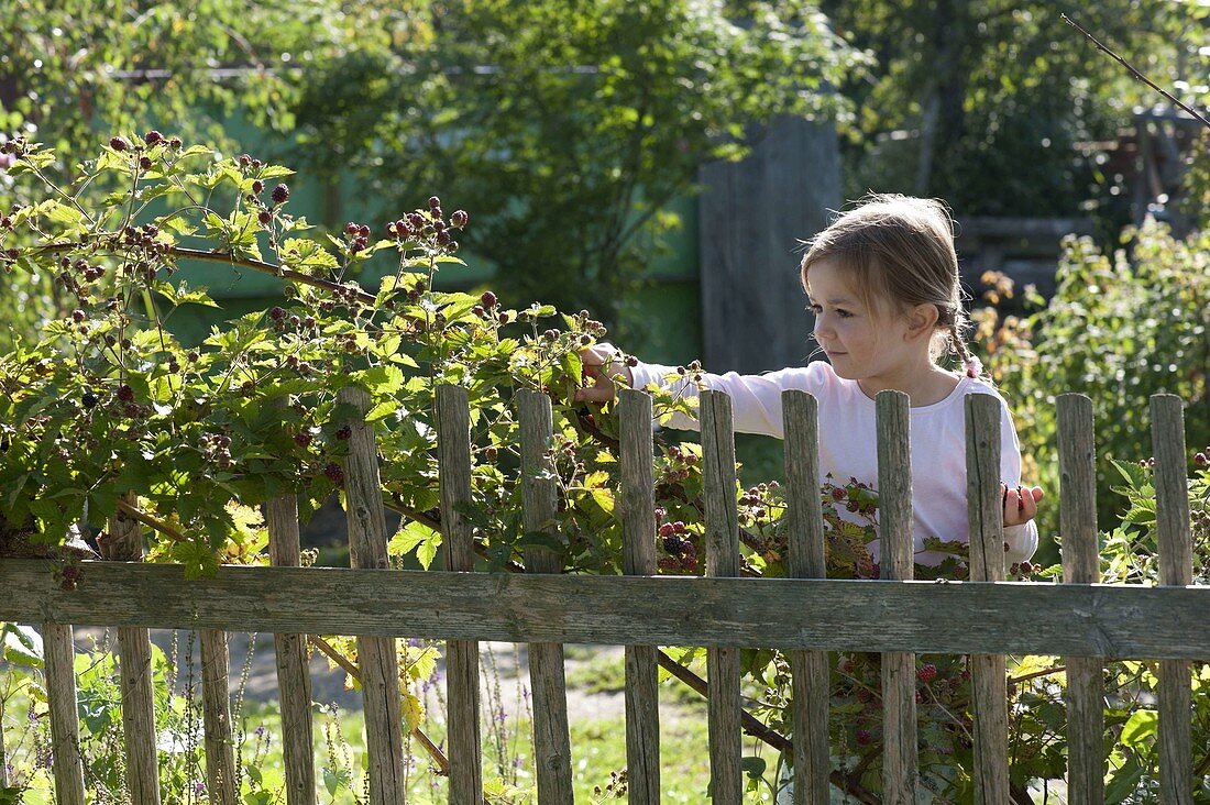 Girl picking blackberries (Rubus), garden fence