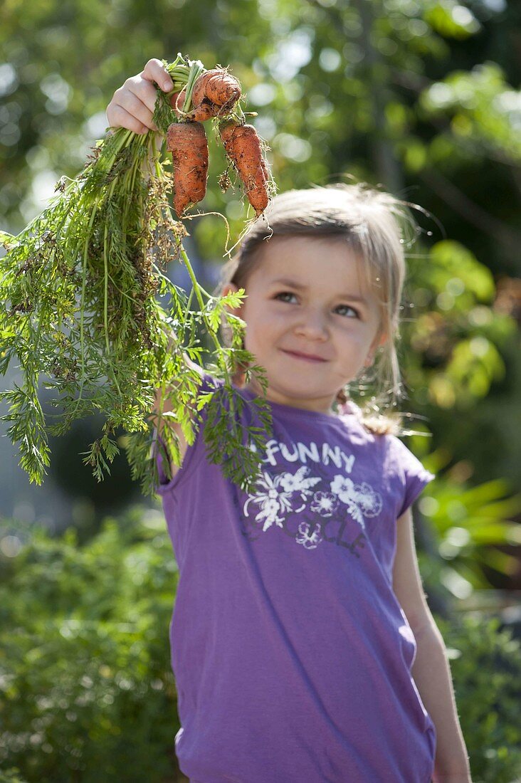 Girl with freshly picked carrots, carrots (Daucus carota)