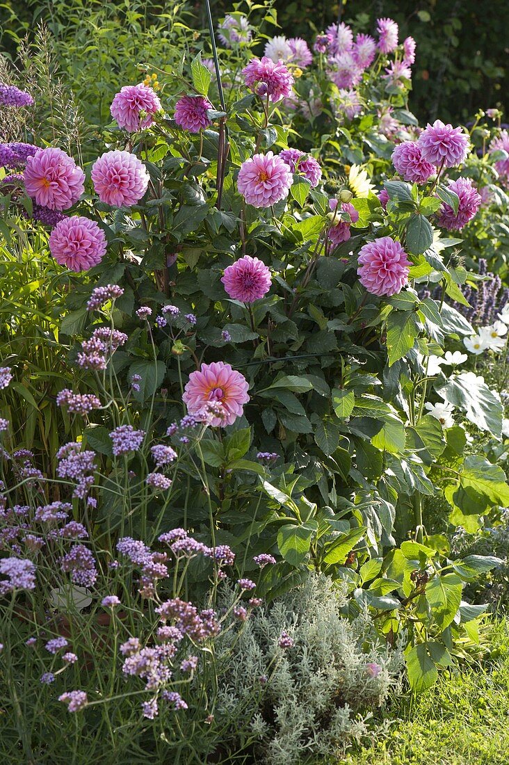 Dahlia 'Christine' (Dahlien), Verbena bonariensis (Eisenkraut)