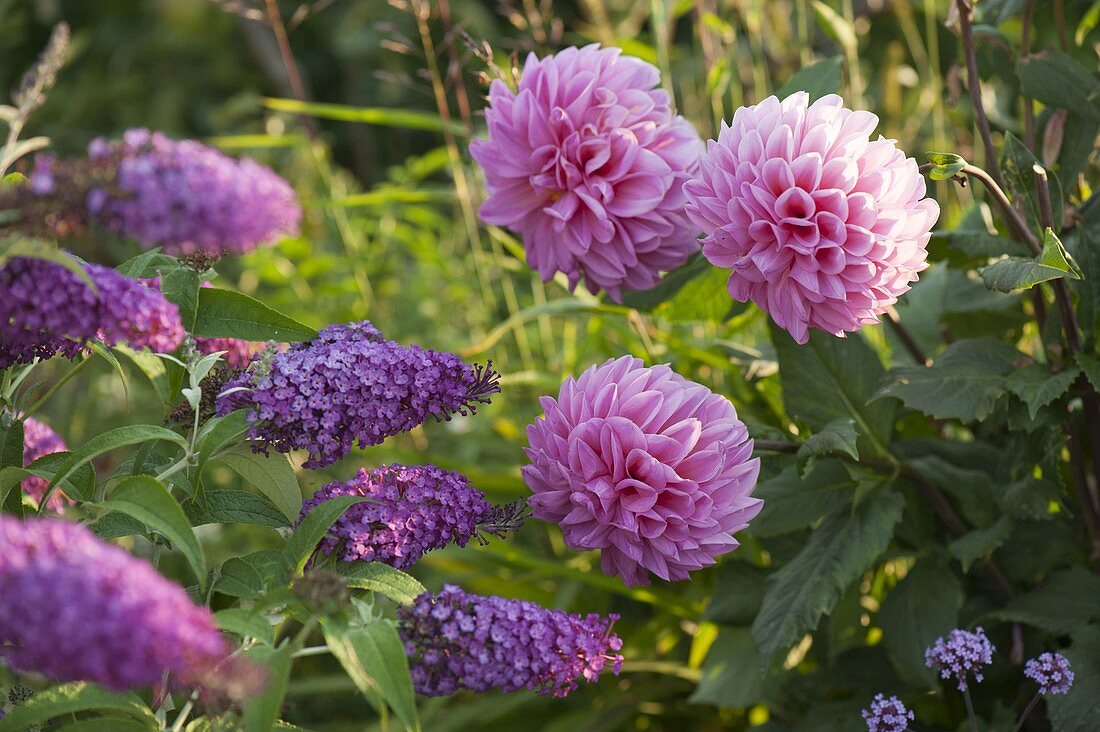 Buddleja davidii Buzz 'Pink Purple' (Butterfly bush, summer lilac)