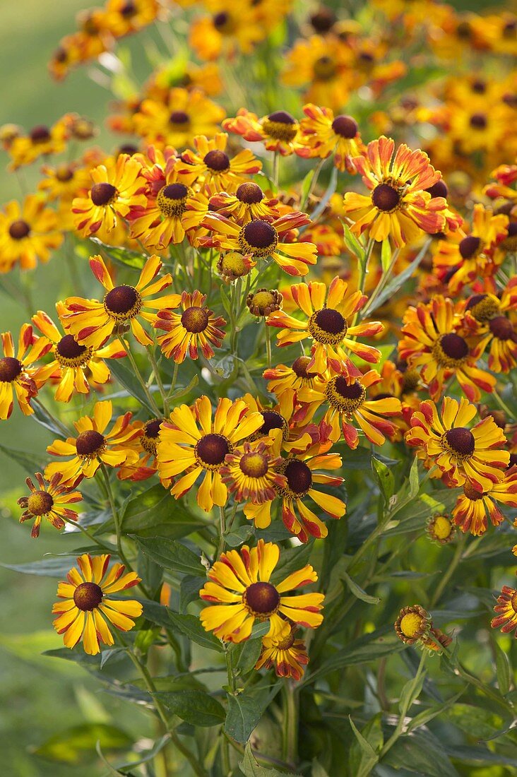 Helenium 'Rauchtopas' (Sonnenbraut)