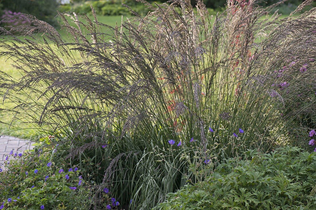 Molinia altissima 'Karl Förster' (whistling grass)