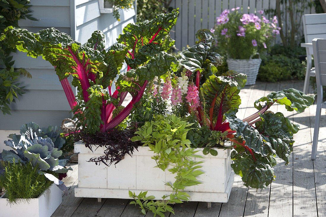 Mobile box with chard 'Bright Lights', Antirrhinum 'Resella'