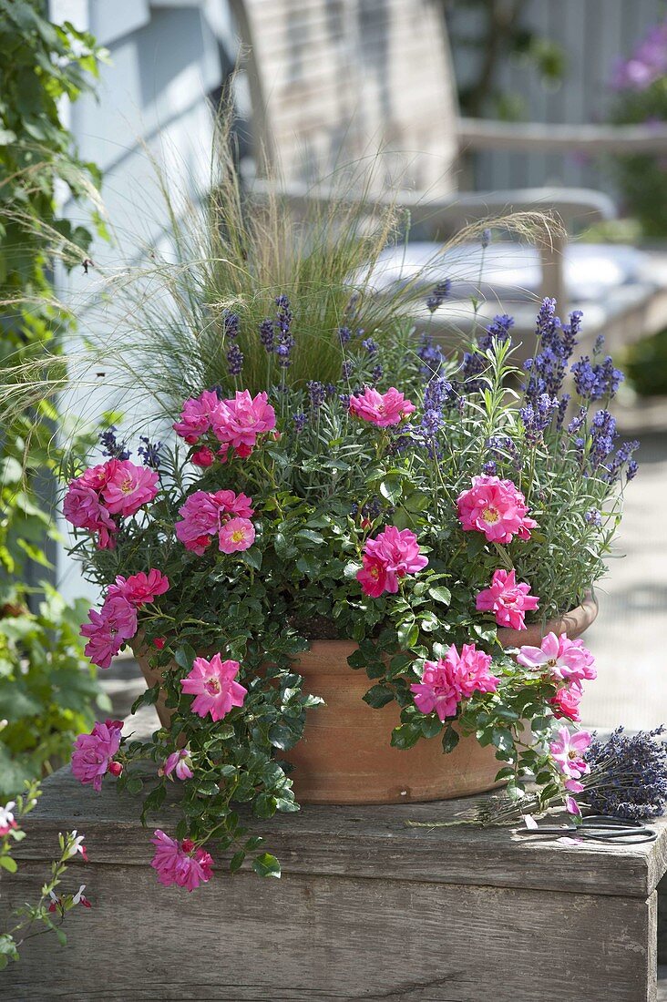Terracotta bowl with Rosa 'Heidetraum' (ground cover rose), lavender