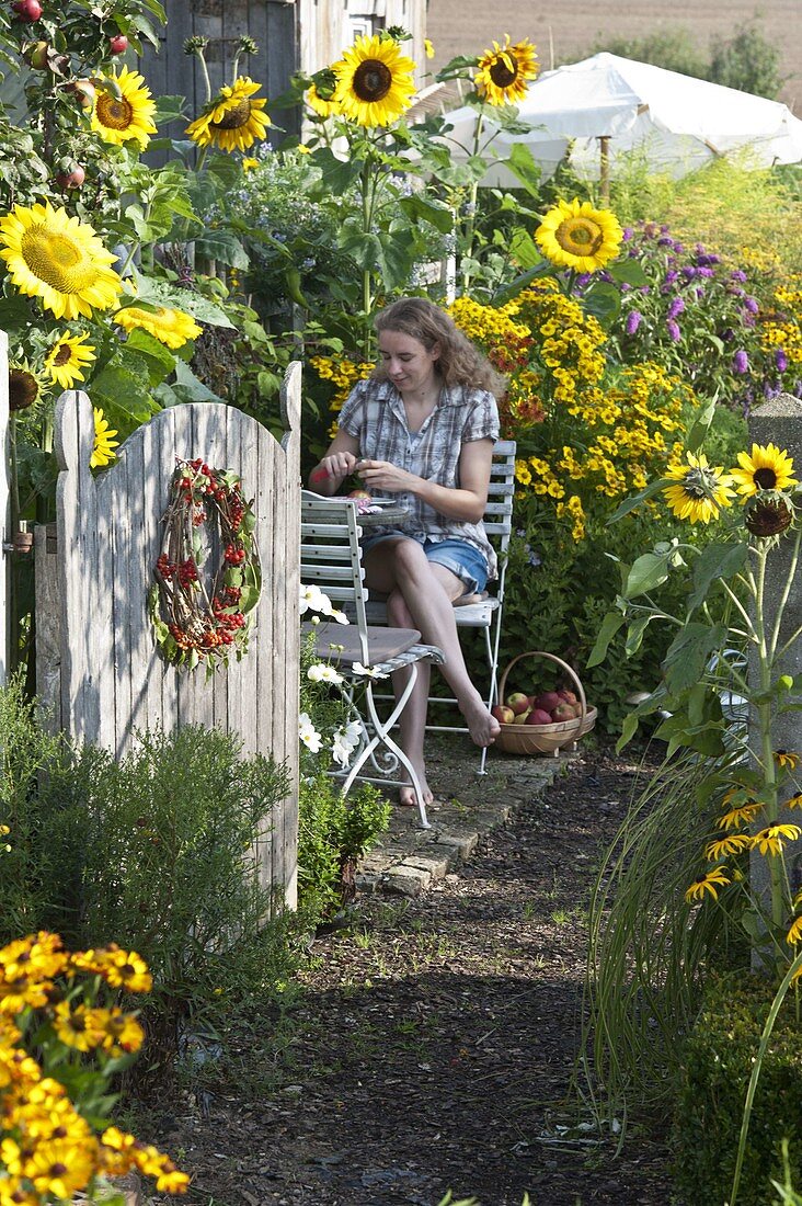 Farm garden with Helianthus (sunflowers), Helenium