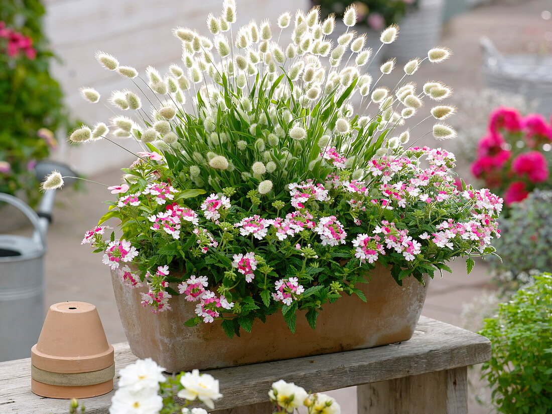 Terracotta - Kasten mit Verbena Lanai 'Pink Twister' (Eisenkraut)