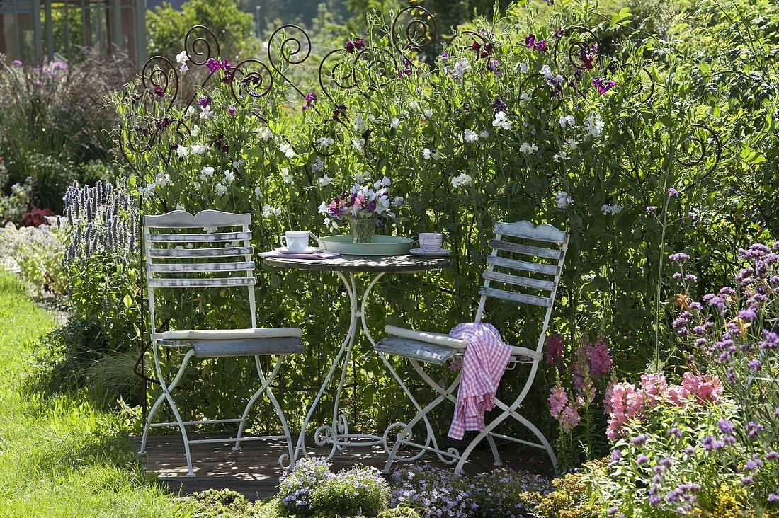 Small wooden terrace framed by protective screen from Lathyrus odoratus