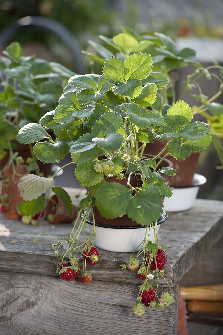 Erdbeere 'Mara des Bois' (Fragaria ananassa)