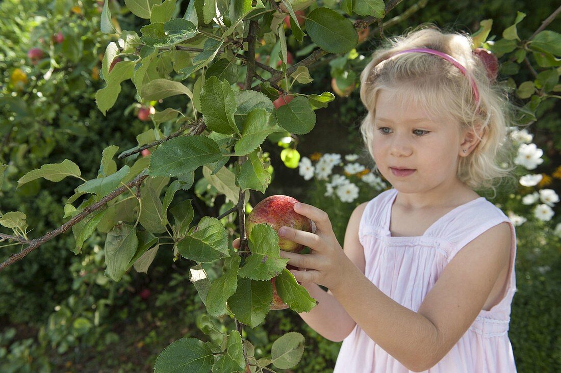 Apple harvest with children