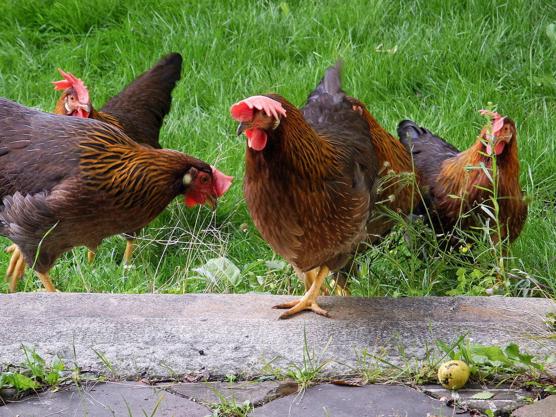 Chickens in the garden Partridge brown Italian breed