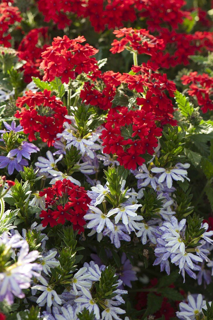 Farbkombination: Scaevola 'Diamond' (Fächerblume) und Verbena Estrella