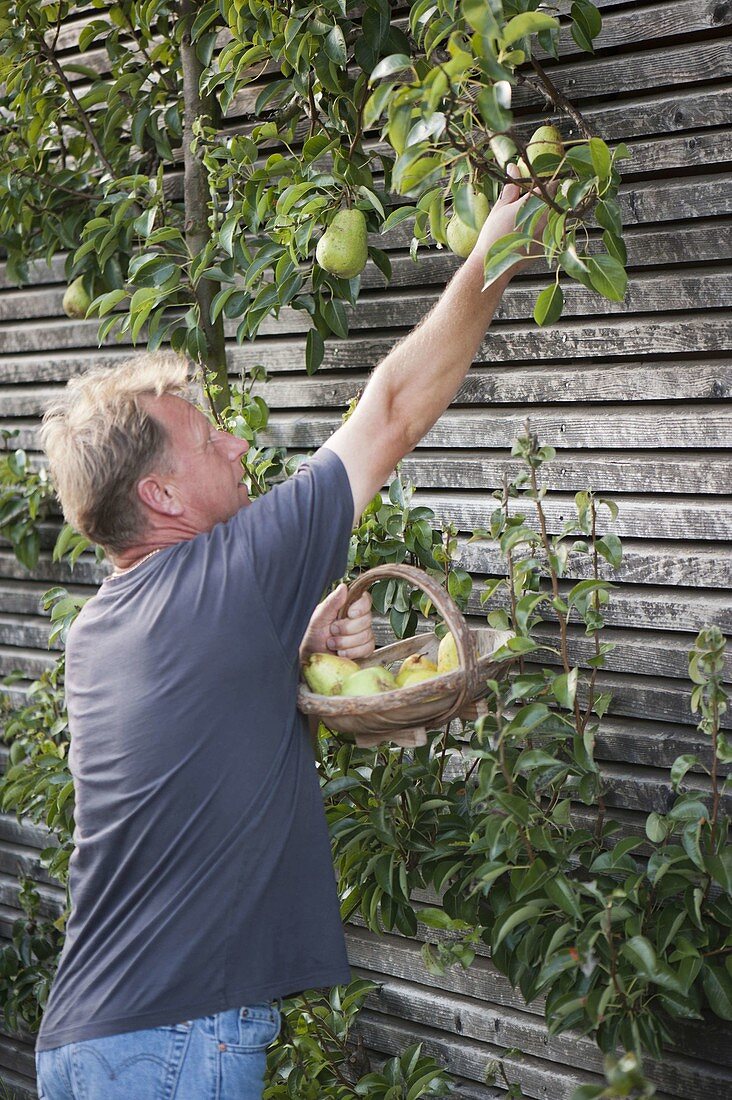 Man picking pear 'Williams Christ pear' (Pyrus communis) from trellis