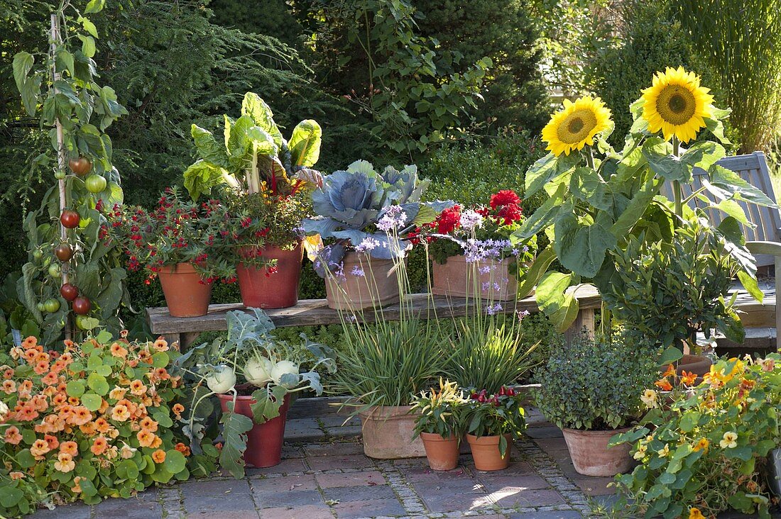 Skiving terrace with herbs and vegetables