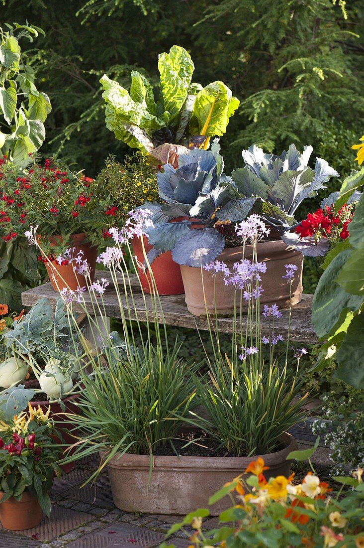 Skiving terrace with herbs and vegetables