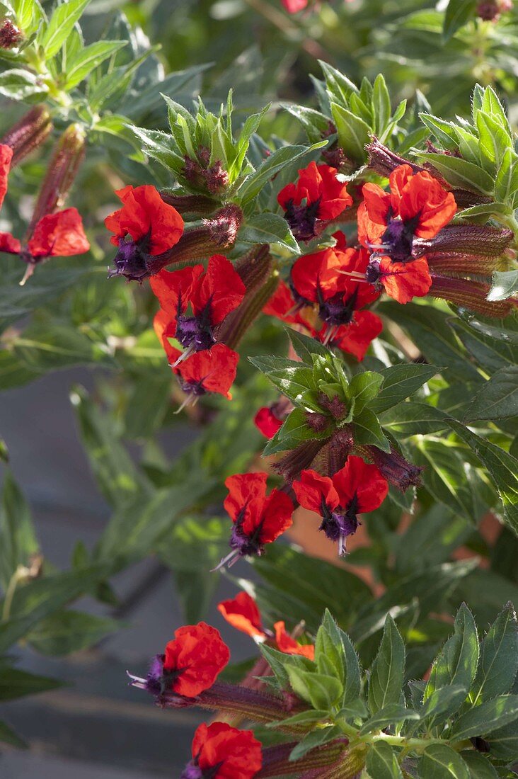 Cuphea llavea 'Tiny Mice' (Mickey Mouse plant)