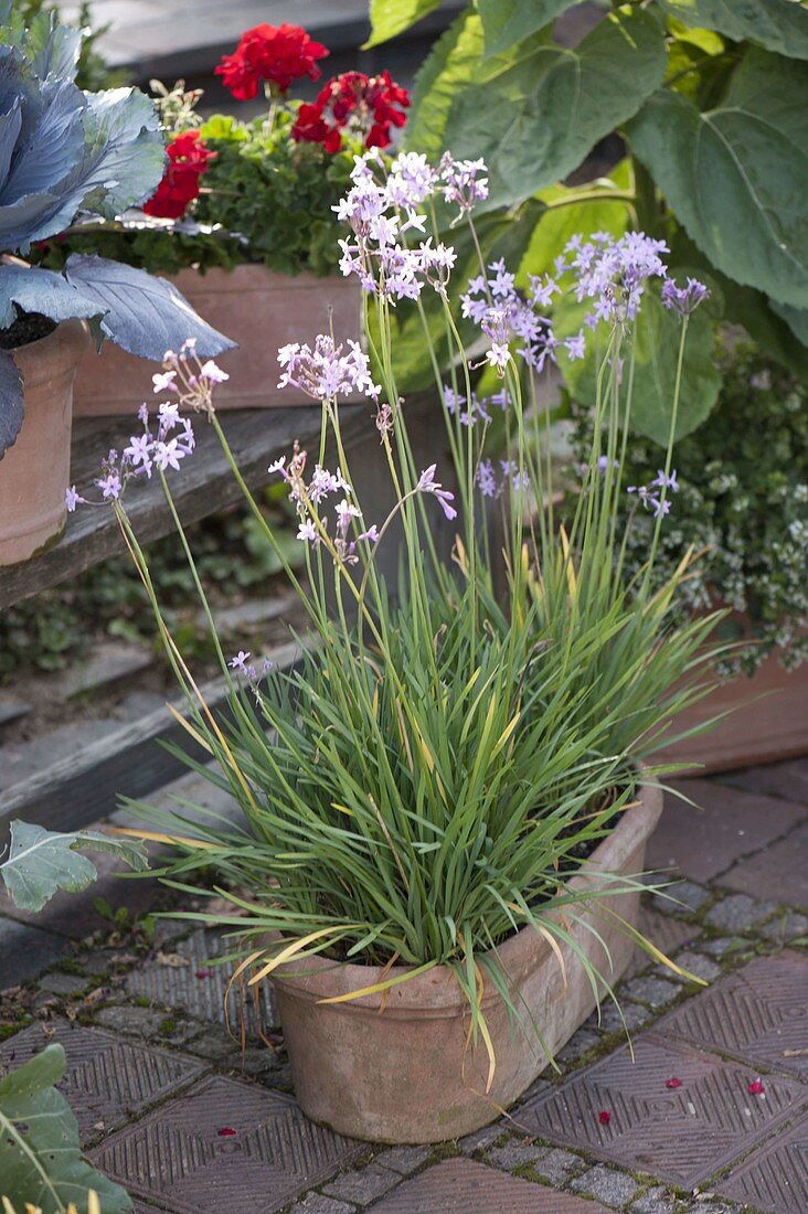 Tulbaghia violacea 'Knobi-Flirt' (Schnittknoblauch)