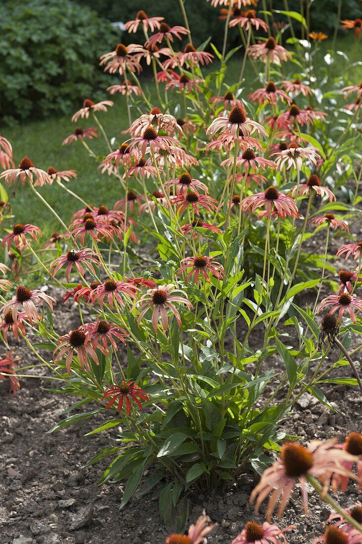 Echinacea purpurea 'Tomato Soup' (red coneflower)