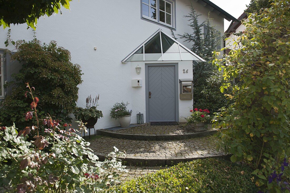 Open front garden with spherical maple and box hedge