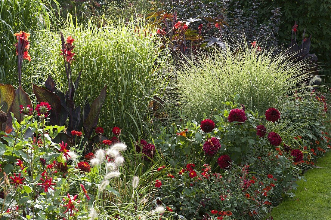 Rotes Sommerbeet : Miscanthus 'Zebrinus' (Stachelschweingras)