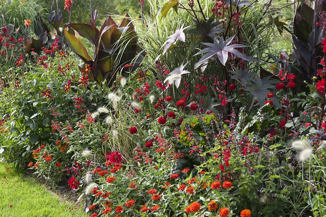 Red-orange summer bed: Zinnia (zinnias), Ricinus communis