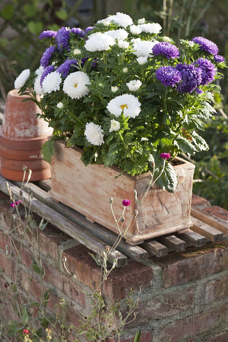 Terracotta box with Callistephus chinensis Milady 'Blue', 'White'