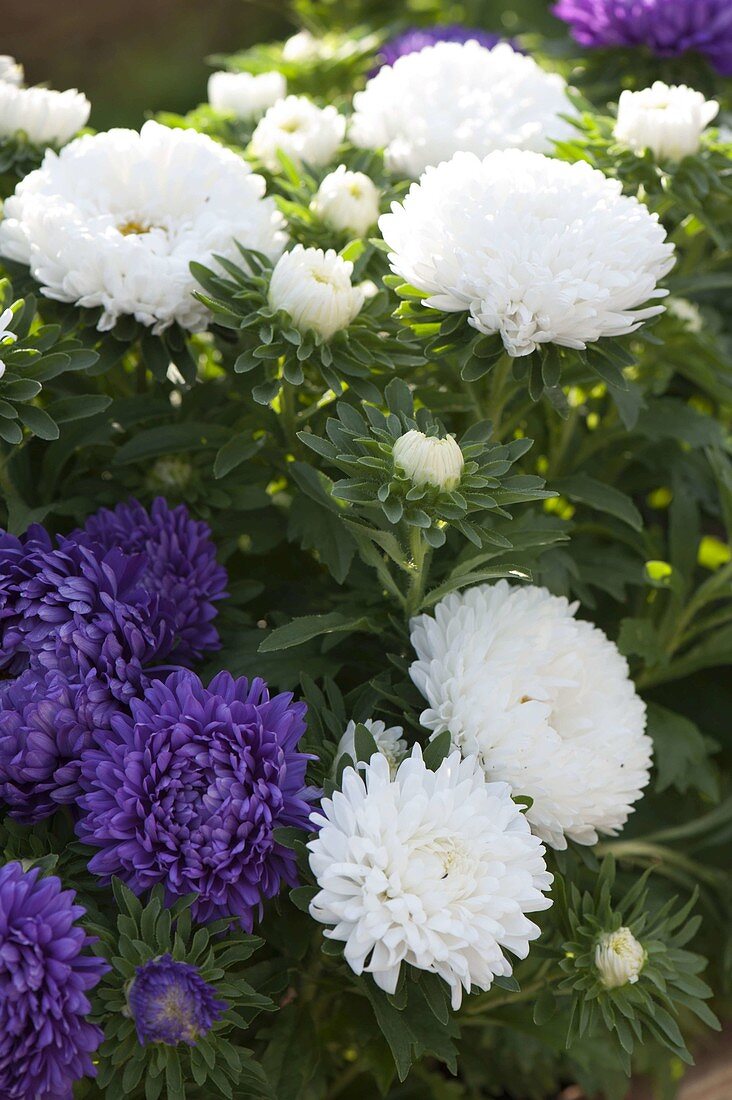 Terracotta box with Callistephus chinensis Milady 'Blue', 'White'