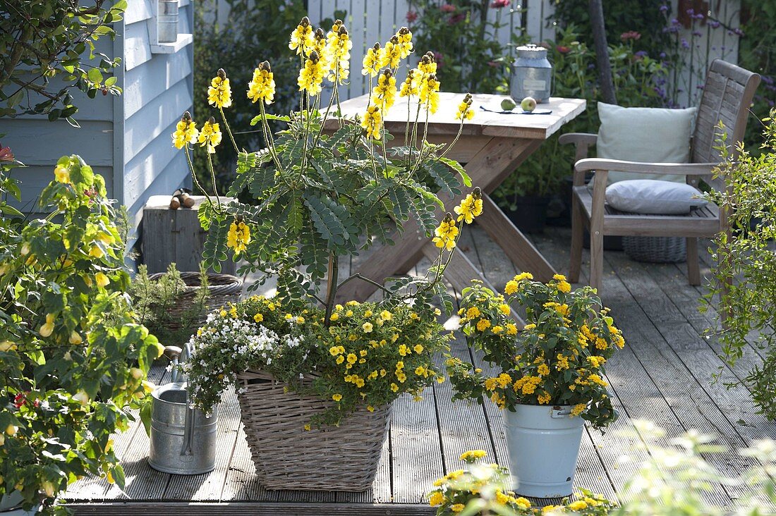 Cassia didymobotrya (spice bark), Calibrachoa Celebration 'Capri Gold'