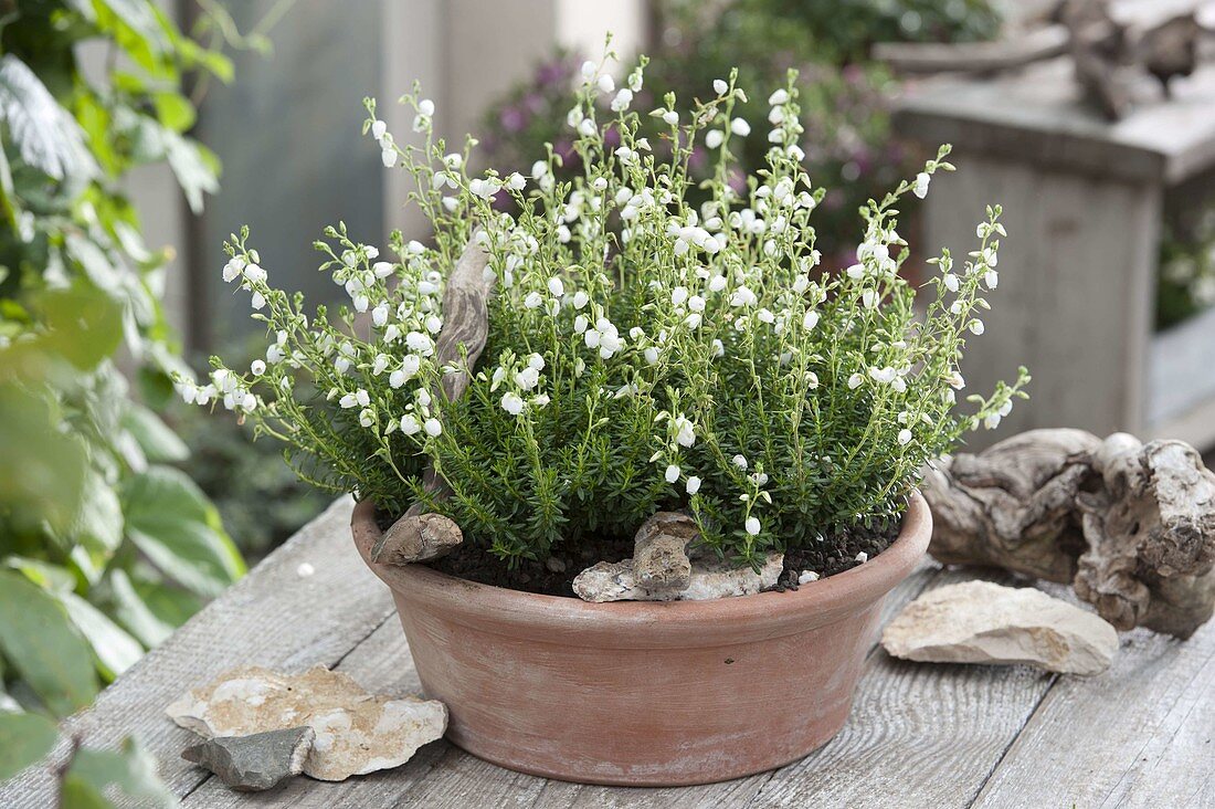 Terracotta bowl with Daboecia cantabrica 'Alba'