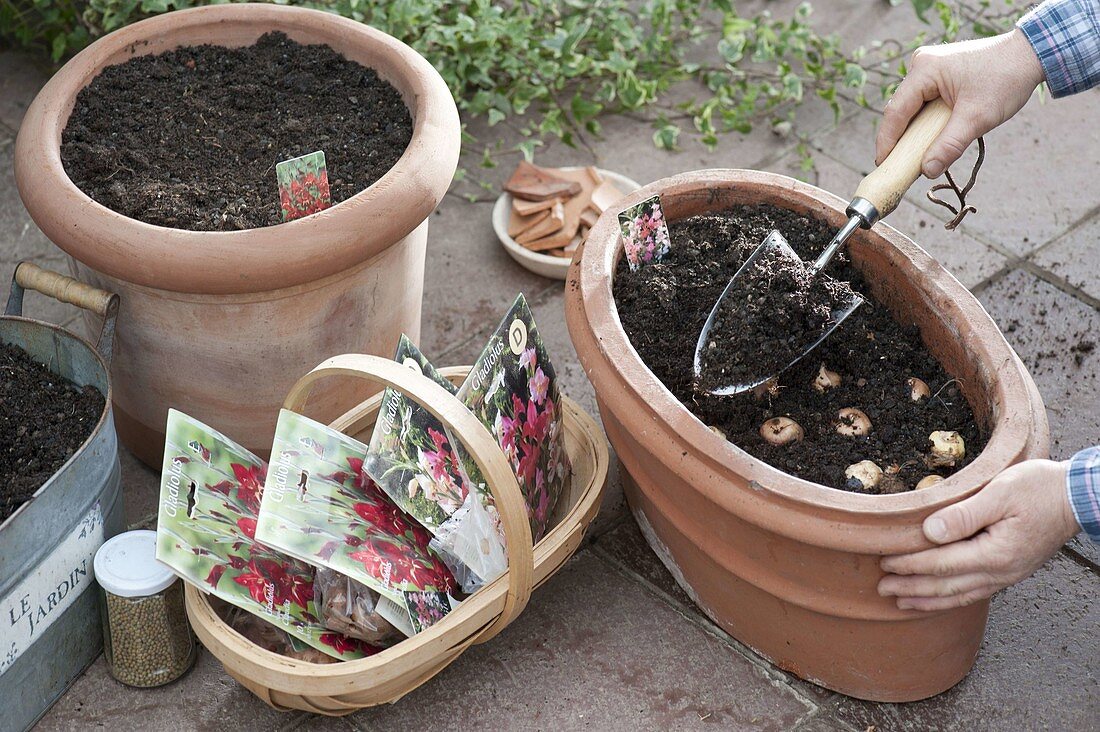 Putting gladioli into terracotta buckets (2/3)